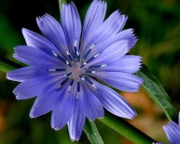 CHICORY